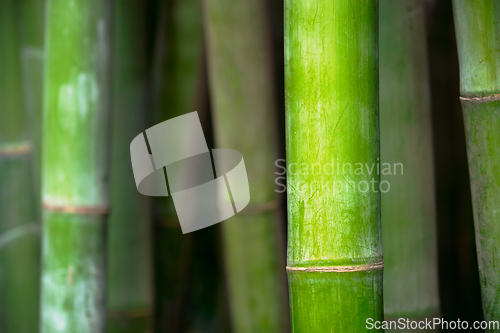 Image of Bamboo close up in bamboo grove