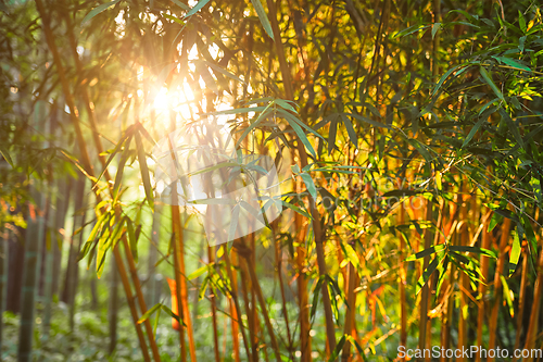 Image of Sun shining through bamboo leaves