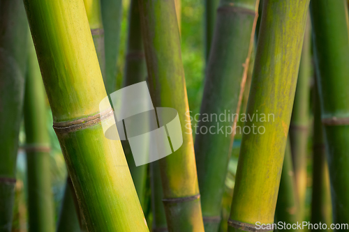 Image of Bamboo close up in bamboo grove