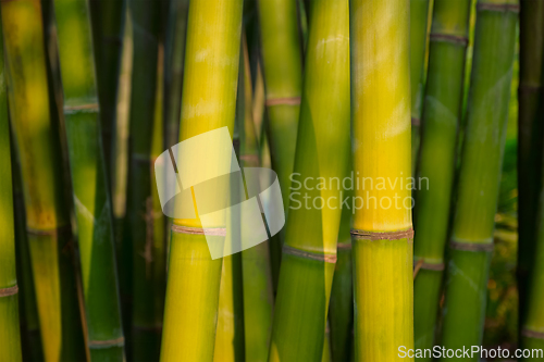 Image of Bamboo close up in bamboo grove
