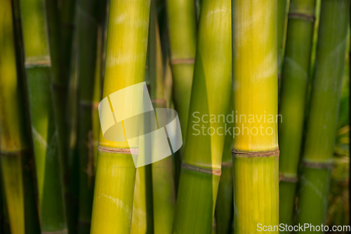 Image of Bamboo close up in bamboo grove