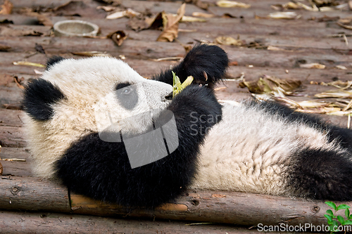 Image of Giant panda bear in China