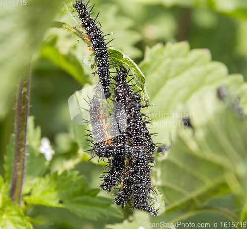 Image of Peacock butterfly caterpillars