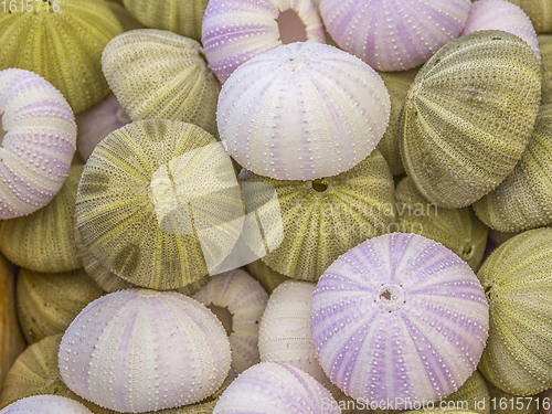 Image of lots of sea urchins