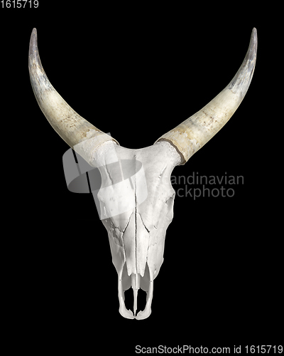 Image of horned animal skull