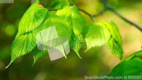 Image of Nature background with birch branches and young bright leaves in front of day sun.