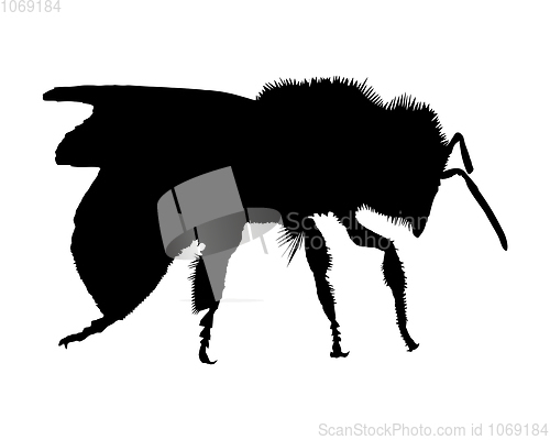 Image of Silhouette of a bee on white background