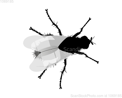 Image of Silhouette of a fly on white background
