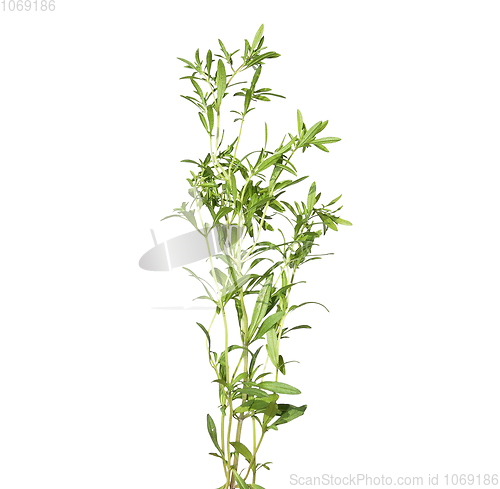 Image of Summer savory isolated on white