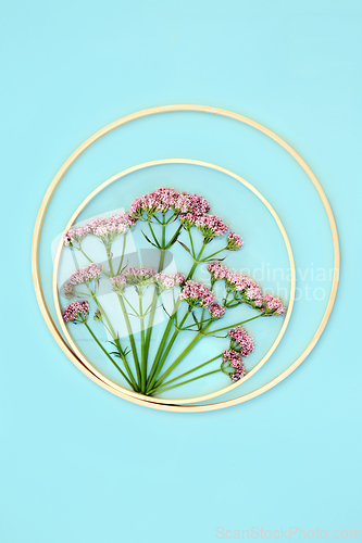 Image of Pink Valerian Herb Flower Abstract Background 