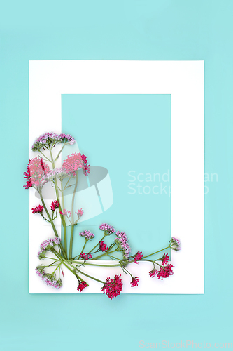 Image of Red and Pink Valerian Herb Flower Abstract Background