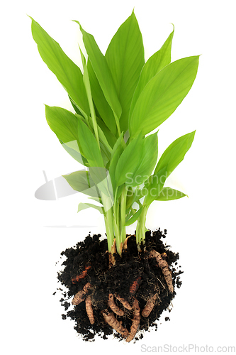 Image of Turmeric Spice Plant with Roots in Soil
