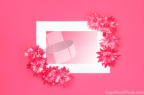 Image of Chrysanthemum Flower Abstract Pink Background Border