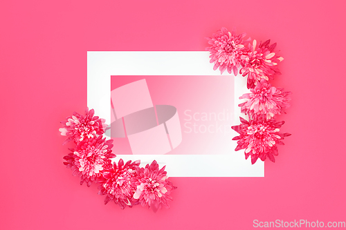 Image of Chrysanthemum Flower Abstract Pink Background Border