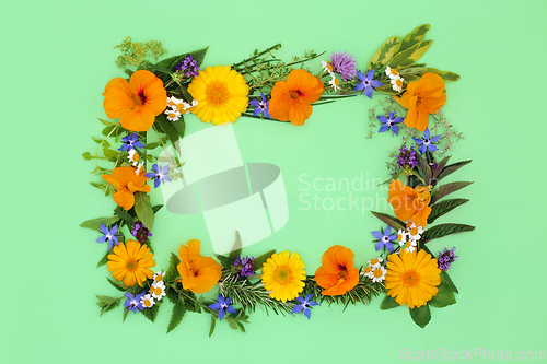 Image of Healing Herbs and Edible Flower Background Frame