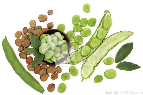Image of Broad Bean Legumes Healthy Super Food