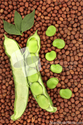 Image of Broad Bean Legumes Healthy Nutritious Food