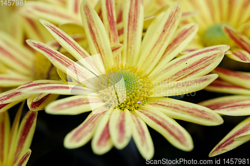 Image of yellow Gazania or Treasure flower