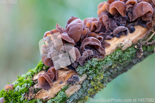 Image of Mushrooms on a tree trunk