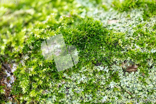 Image of green moss on the wood macro