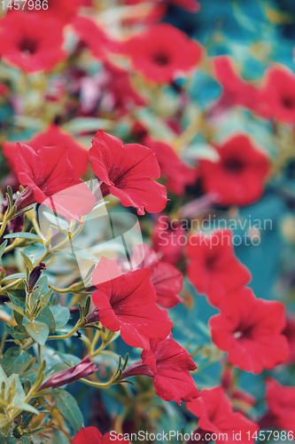 Image of Red flower Petunia Surfinia Vein