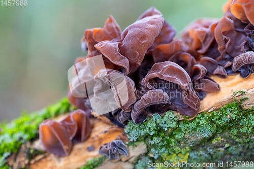 Image of Mushrooms on a tree trunk