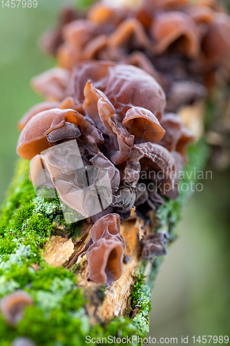 Image of Mushrooms on a tree trunk