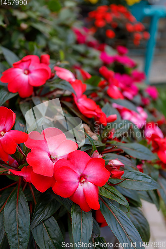 Image of Red New Guinea impatiens flower in pots