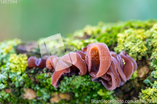 Image of Mushrooms on a tree trunk