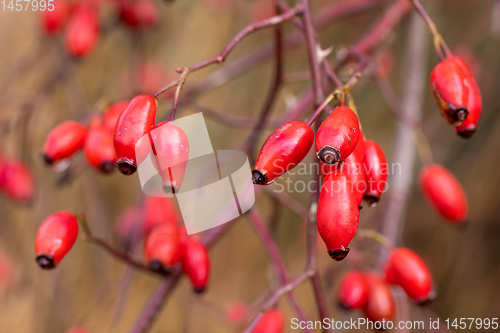 Image of Briar, wild rose hip shrub