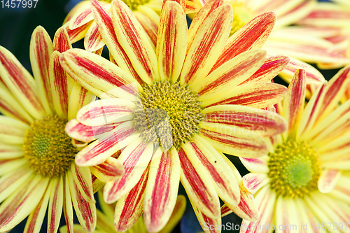 Image of yellow Gazania or Treasure flower