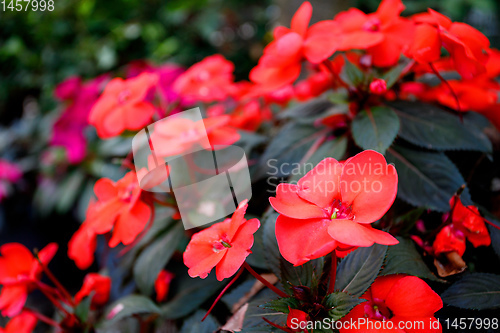 Image of Red New Guinea impatiens flower in pots