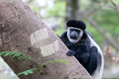 Image of monkey Colobus guereza, Ethiopia, Africa wildlife