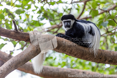 Image of monkey Colobus guereza, Ethiopia, Africa wildlife