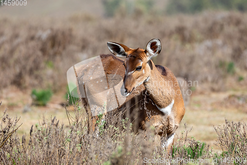 Image of Mountain nyala, Ethiopia, Africa widlife