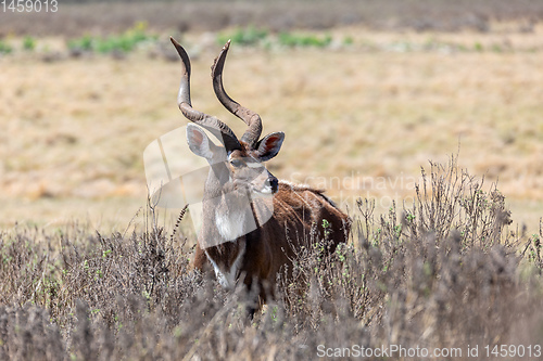 Image of Mountain nyala, Ethiopia, Africa widlife