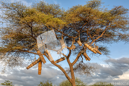 Image of Acacia With Beehives, Ethiopia, Africa