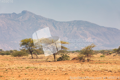 Image of savanna in the Awash National Park, Ethiopia