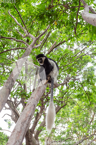 Image of monkey Colobus guereza, Ethiopia, Africa wildlife