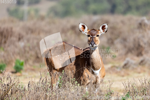 Image of Mountain nyala, Ethiopia, Africa widlife