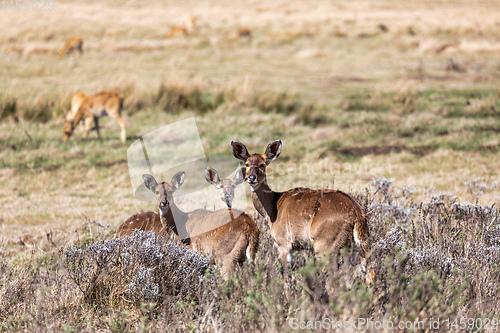 Image of Mountain nyala, Ethiopia, Africa widlife