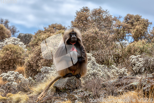 Image of endemic Gelada in Simien mountain, Etiopia