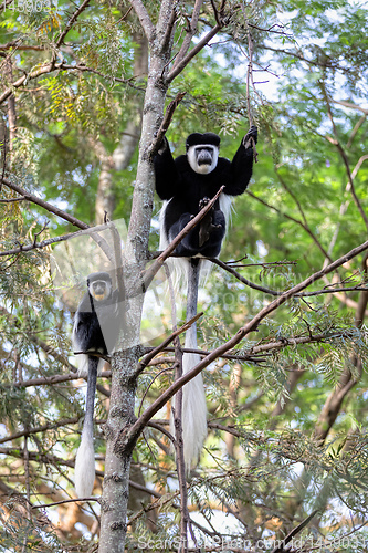 Image of family of Colobus guereza, Ethiopia, Africa wildlife