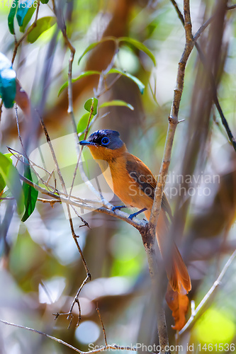 Image of Madagascar bird Paradise-flycatcher, Terpsiphone mutata