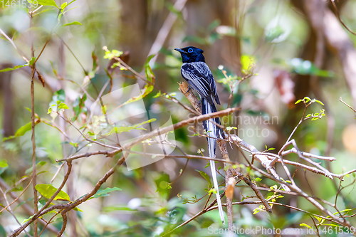 Image of Madagascar bird Paradise-flycatcher, wildlife