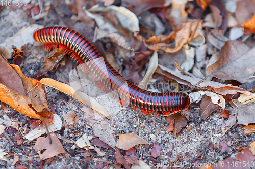 Image of millipede Madagascar wildlife and wilderness