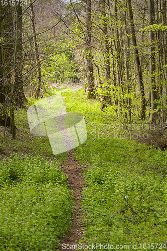 Image of forest scenery with footpath