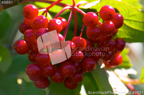 Image of Berries of arrowwood