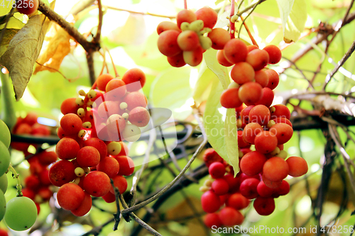 Image of branches of red ripe schisandra 