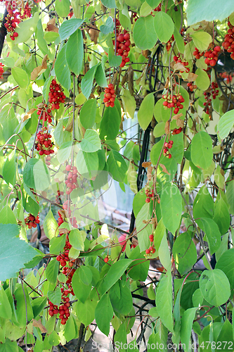 Image of a lot of branches of red ripe schisandra 